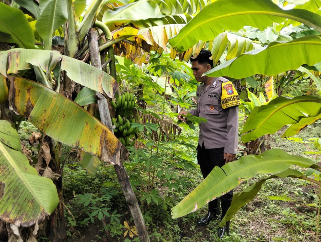 Bhabinkamtibmas Kurungrejo Cek Perkembangan Lahan Ketahanan Pangan