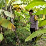 Bhabinkamtibmas Kurungrejo Cek Perkembangan Lahan Ketahanan Pangan