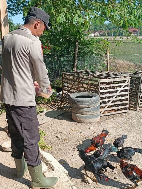Bhabinkamtibmas Polsek Lengkong Pantau Lahan Pekarangan Ternak Ayam di Desa Balongasem