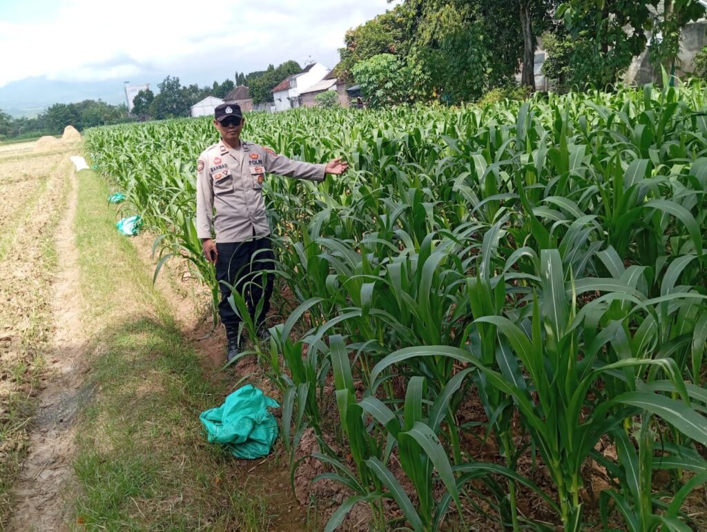 Bhabinkamtibmas Pace Dorong Ketahanan Pangan Lewat Pemanfaatan Pekarangan Warga