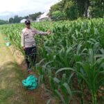 Bhabinkamtibmas Pace Dorong Ketahanan Pangan Lewat Pemanfaatan Pekarangan Warga