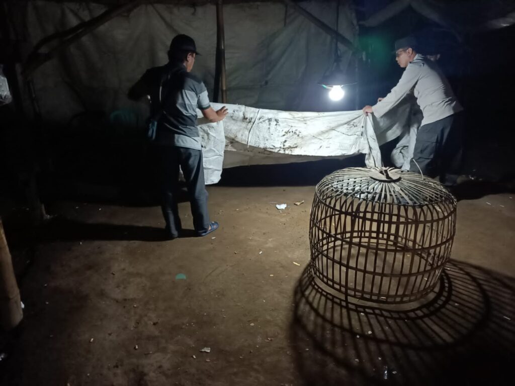 Polisi Bongkar Lokasi Diduga Sebagai Arena Judi Sabung Ayam di Ngronggot