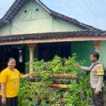 Panen Cabai dari Pekarangan, Warga Ngepeh Tuai Manfaat Ekonomi