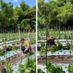 Bhabinkamtibmas Rejoso Dampingi Petani Melon, Ketahanan Pangan Jadi Prioritas