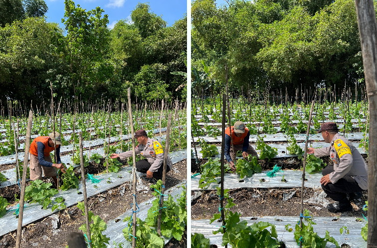 Bhabinkamtibmas Rejoso Dampingi Petani Melon, Ketahanan Pangan Jadi Prioritas