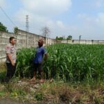 Program Ketahanan Pangan Polsek Kertosono Bangkitkan Lahan Tak Tergarap