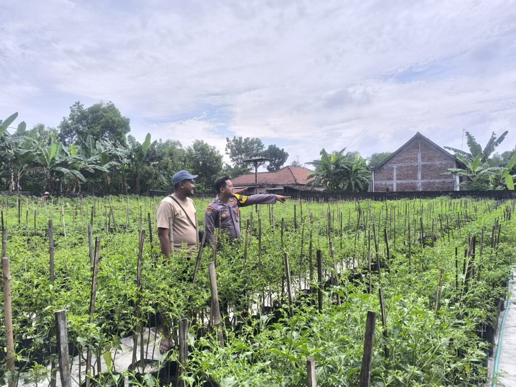 Tanam Cabai Bernilai Ekonomi Tinggi, Warga Prayungan Dukung Ketahanan Pangan