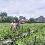 Tanam Cabai Bernilai Ekonomi Tinggi, Warga Prayungan Dukung Ketahanan Pangan